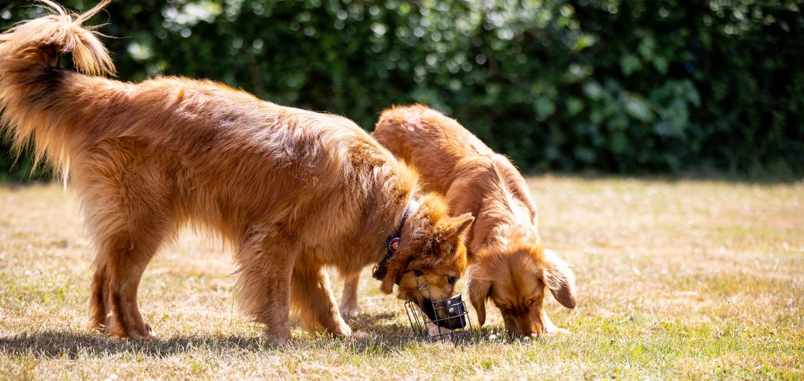 Hundeschule