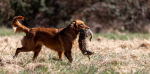 Workshop zum Thema Jagende Hunde mit Claudia Fries