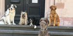 Neu für Hunde ab einem Jahr: Fit für den Alltag